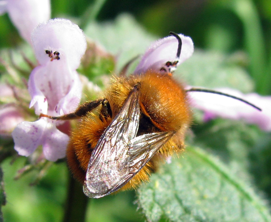 Apidae: Xylocopa iris maschio e maschi di Osmia sp.